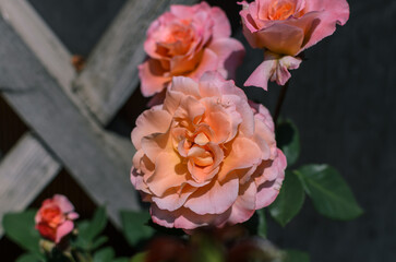 an orange rose in the garden on a sunny day against the background of a fence