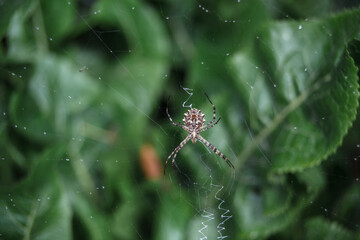 A wasp spider on a web on a green blurred background
