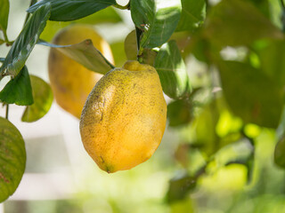 Close-up of ripe lemons on tree branch