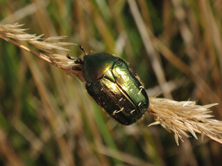 The green rose chafer (Cetonia aurata) holding on to a dry ear of grass