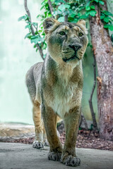 an isolated lion hunting in the wild