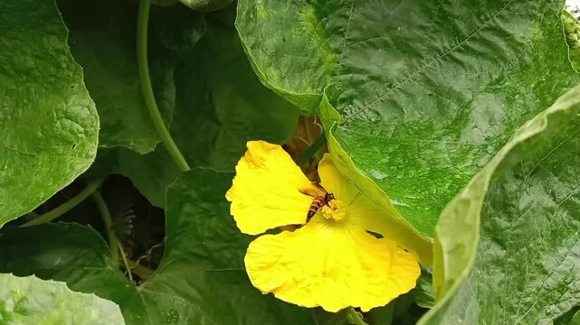 Honey Bee collect nectar and pollen from luffa cylindrica flower.Honey Bee on sponge gourd flower 