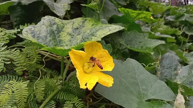 Honey Bee collect nectar and pollen from luffa cylindrica flower.Honey Bee on sponge gourd flower 