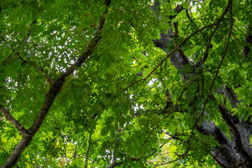 green leaves on the tree