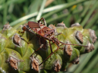The western conifer seed bug (Leptoglossus occidentalis) sitting on a green maritime pine cone