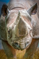 Fototapeta premium Eastern Black Rhinoceros Facing Forward in Savannah Grassland Intense Direct Stare