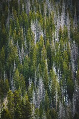 Dense forest of evergreen trees with a mix of green and dry foliage, a textured natural landscape.