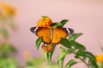 Portrait of a butterfly of the family Danaus chrysippus sitting on flowers. A species living in...