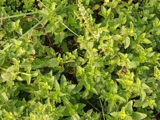 Beautiful green leaves of mint or Beautiful green leaves of Mentha plant in the garden.Mint leaves pattern background 