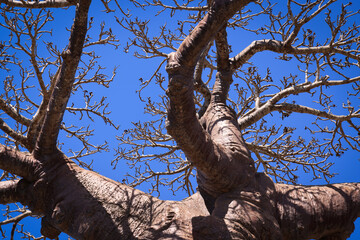 Alberi di baobab in inverno, particolari. Madagascar