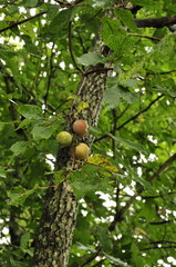 Persimmons  fruit in tree