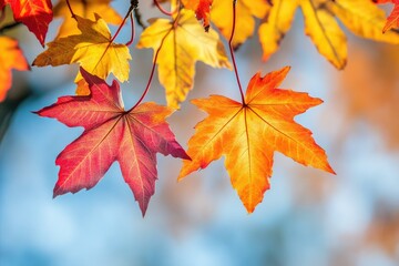 Vibrant Autumn Maple Leaves with Sunlight Shadows