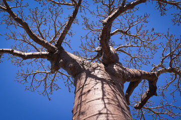 Alberi di baobab in inverno, particolari. Madagascar