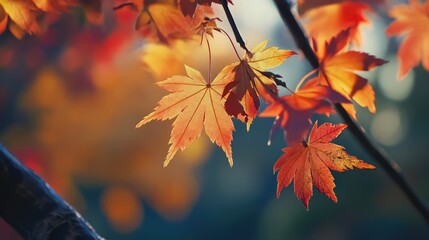 Richly Colored Autumn Maple Leaves with Sunlit Highlights