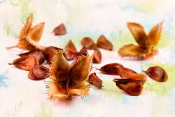 Close-up of a group of three edged beechnuts with the fruit shell on a colored background.