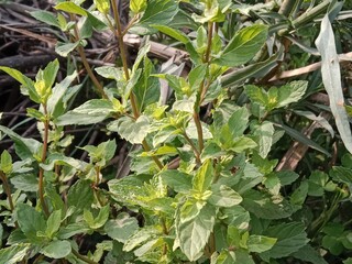 Beautiful green leaves of mint or Beautiful green leaves of Mentha plant in the garden.Mint leaves pattern background 