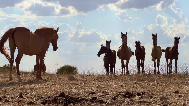 Yeguas con sus potros en el campo en verano
