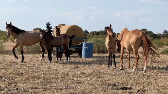 Yeguas con sus potros en el campo en verano
