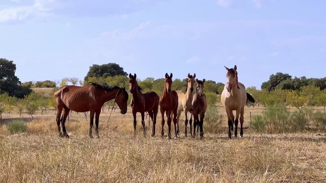 Yeguas con sus potros en el campo en verano