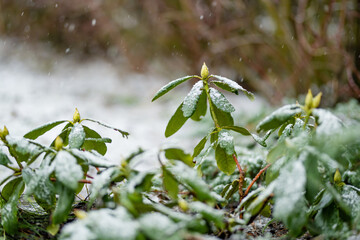 Beautiful snow covered garden on a sunny day in winter. Trees, plants and bushes in a backyard after massive snowfall.