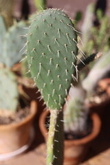Opuntia Lasiacantha kaktus opuncja