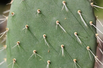 Opuntia Lasiacantha kaktus opuncja