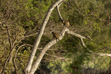  Pair of green monkeys on a tree in the wild on Baobab Island, Gambia