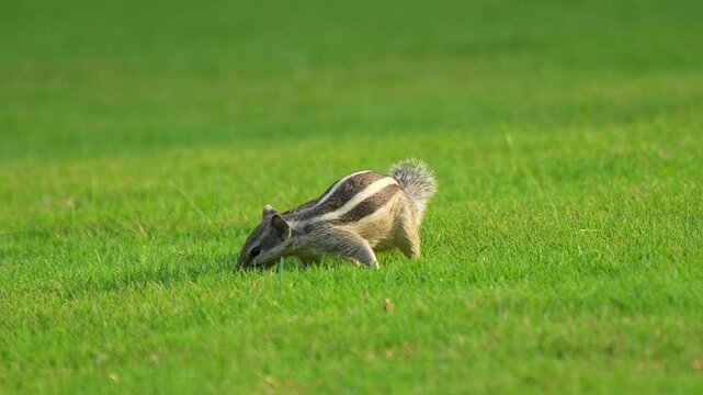 Indian Palm Squirrel (Funambulus palmarum) foraging for Food in Grass: 240fps Slow Motion Footage