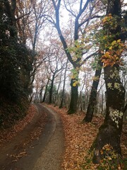 path in autumn forest