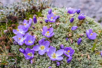 Andean flora of the paramos