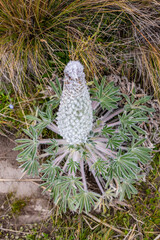 Andean flora of the paramos