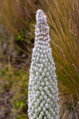 Andean flora of the paramos