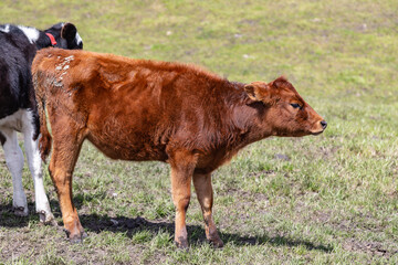 Andean landscape, cattle on farms