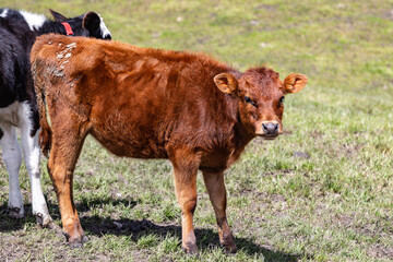 Andean landscape, cattle on farms