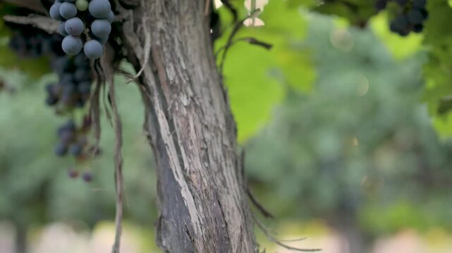 Primer plano de uvas de Cabernet Sauvignon	