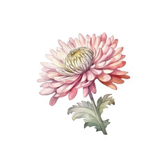 a sprig of chrysanthemum flowers watercolor vector illustration, white background