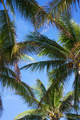 coconut palm tree