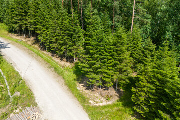 Obraz premium A serene aerial view of a winding dirt road surrounded by lush green pine trees, showcasing the beauty of nature and tranquility in the wilderness.