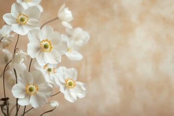 Obraz premium white Japanese Anemone autumn beige warm minimal background with copy space right