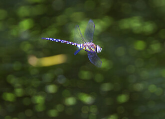 beautiful blue-green mosaic dragonfly in flight, southern hawker from near, flying dragonfly, large...