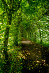 Obraz premium Cool pictures from the ardennes in Belgium