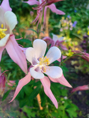 Flower Aquilegia Orliks. Blooming flower with white pink petals, yellow stamens on green stem, drops of dew in summer spring. Flowering plant. Spring summer Background