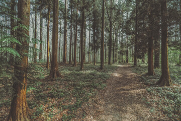 Obraz premium The beautiful blue jacinthes of the Hallerbos