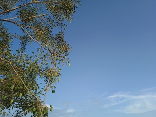 Cloudy sky on nature white and blue with leave