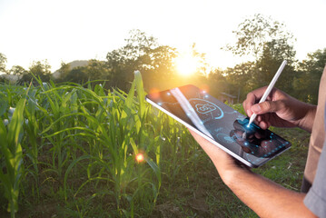 An agronomist uses a digital tablet to monitor corn growth in a sunlit field, highlighting modern...