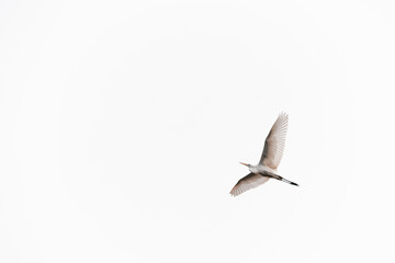 Silberreiher fliegt an himmel, minimalistisches Bild, Reiher weiß