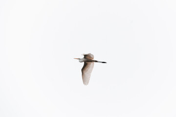 Silberreiher fliegt an himmel, minimalistisches Bild, Reiher weiß