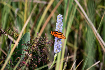 Mariposa en flor lila