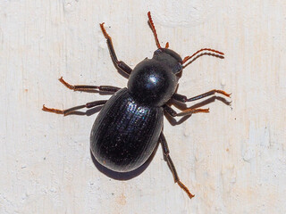 Darkling Beetle (Misolampus gibbulus)
