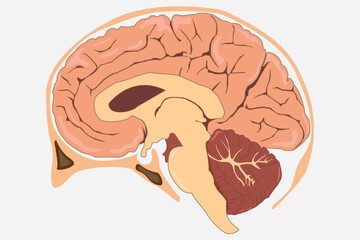 The illustration of a brain inside a split skull, viewed from the side. eps 10